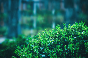 春雨雨水雨中绿植