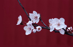 简洁花枝白色花朵红底