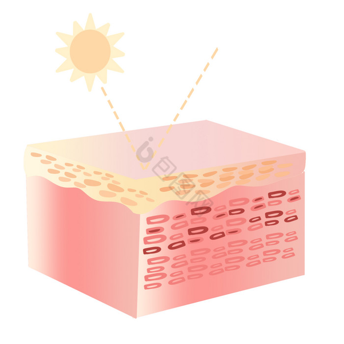 吸收皮肤美容生物图片