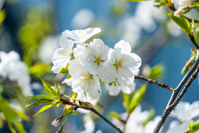春天灿烂樱花摄影图图片