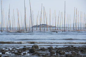 福建霞浦滩涂紫菜杆摄影图片