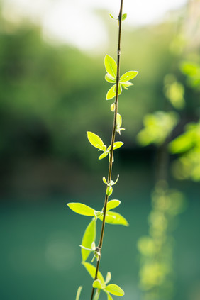 阳光下嫩绿色柳树枝条