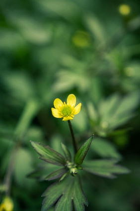 绿色背景小黄花摄影图