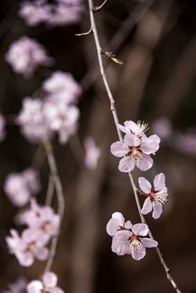 北京晚春唯美桃花干净背景摄影图片