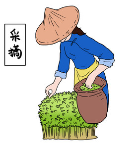 春天春茶茶园采茶妹