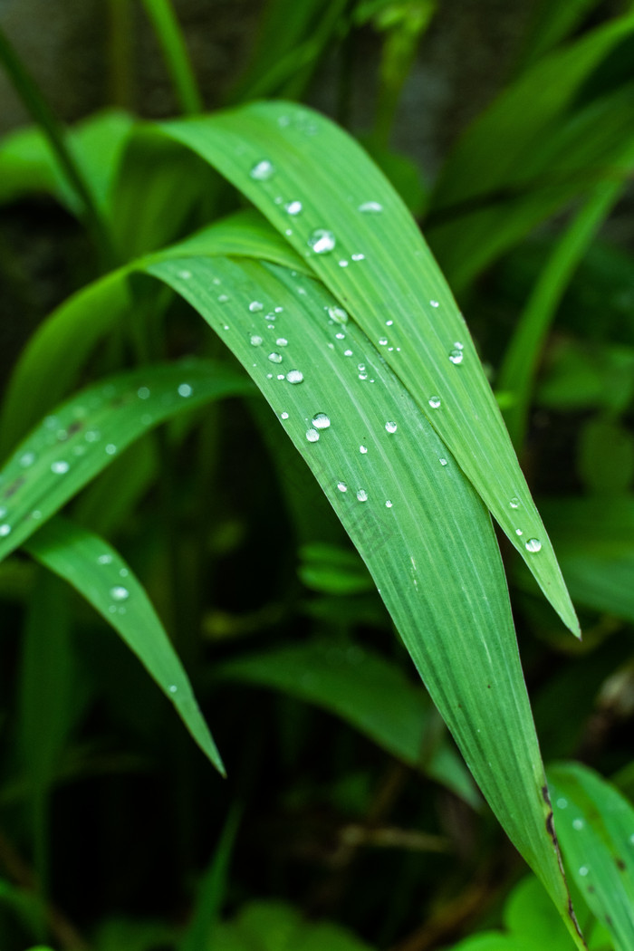 背景 壁纸 绿色 绿叶 树叶 植物 桌面 700