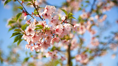 实拍高清园林桃花