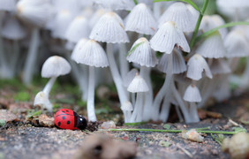 雨后蘑菇森林和瓢虫