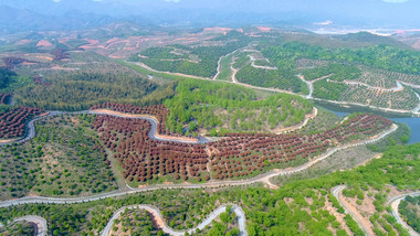 实拍皖南山林苗圃园林植物园