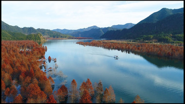 航拍高清皖南红杉林湿地