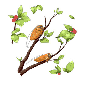 夏季夏天夏至树枝蝉图片