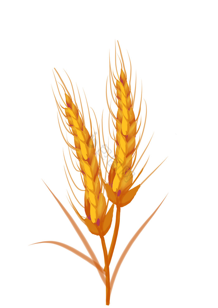 小满节气小麦麦穗图片