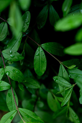 ins风格绿叶暗调雨后的水滴