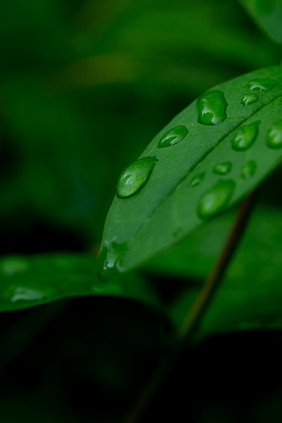 夏天广告素材暗调绿叶水滴