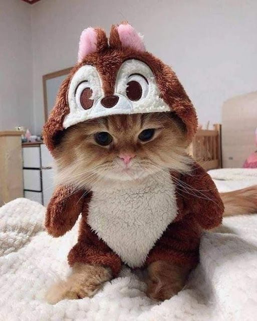 戴帽子的小猫头像图片
