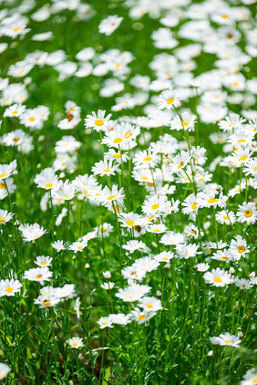 白色小花朵小菊花夏日海报