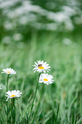 小白菊小菊花夏日风格海报图片