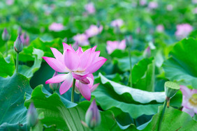 乡村大片荷花田夏季