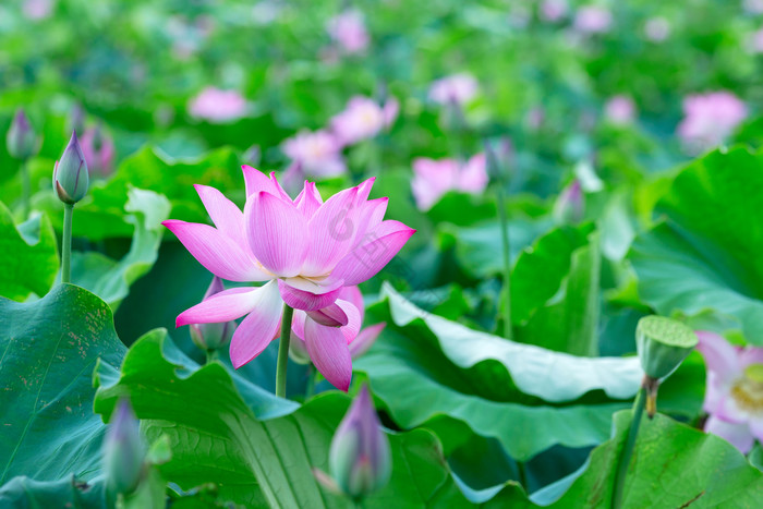 乡村大片荷花田夏季图片