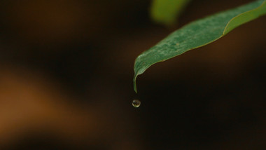 雨后森林树叶水滴滴落升格实拍视频