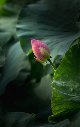 含苞未放的荷花