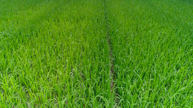 航拍浙江农村雨中的稻田