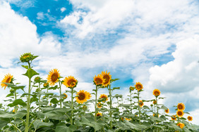 向日葵花朵小清新