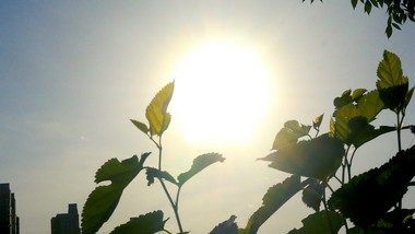 逆光实拍夏季烈日光芒太阳