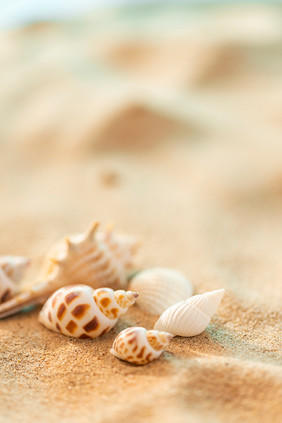 创意贝壳海螺夏日沙滩夏季海报