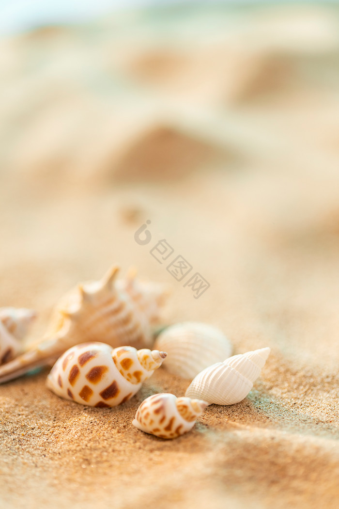 创意贝壳海螺夏日沙滩夏季海报图片