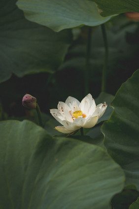 夏天夏至大暑大伏节气白荷花粉绿色植摄影图