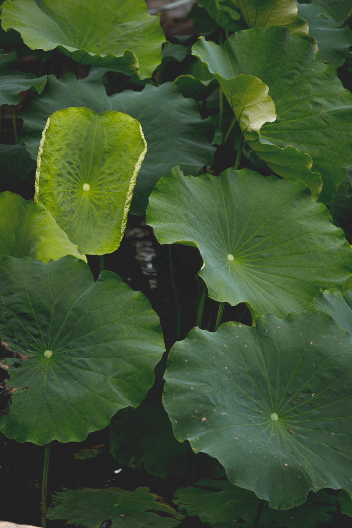 夏天夏至大暑节气荷叶池塘绿色植物图片