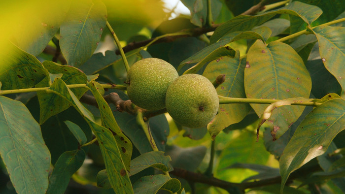 实拍夏日核桃树树干树枝果实4k视频