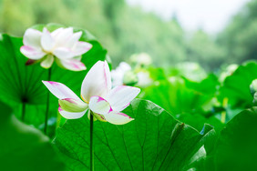 夏唯美白色荷花大暑