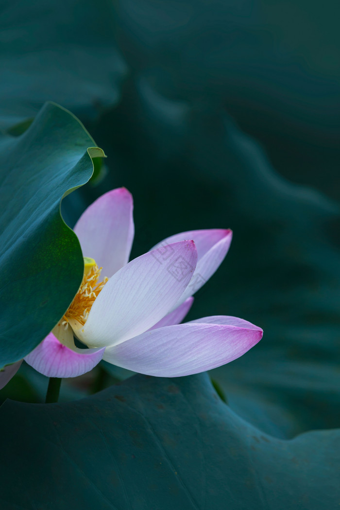 荷花花瓣暗调背景大暑