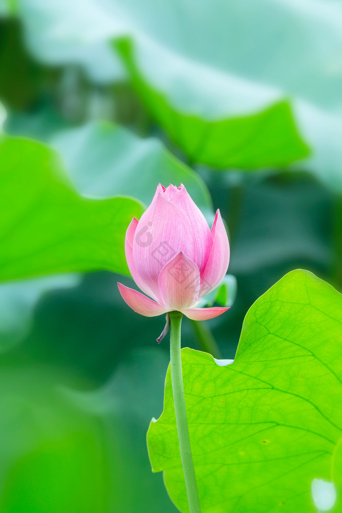 荷花花苞单枝绿色清新背景图片