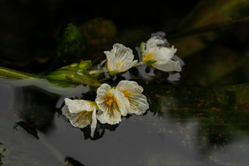 云南丽江泸沽湖水性杨花淡水海菜花