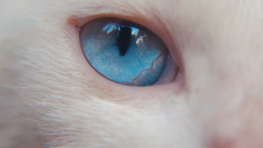 实拍猫咪眼睛微距特写视频素材