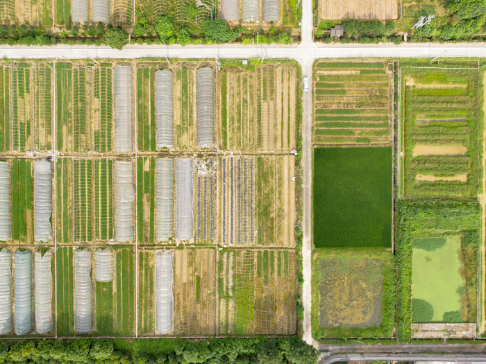 俯拍大棚农业蔬菜种植基地图片