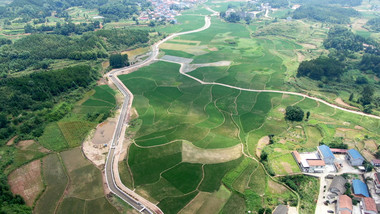 4K航拍绿色水稻种植基地