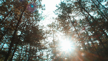 实拍夏季森林阳光针叶林油松视频素材
