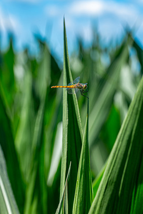 竖版特写拍摄夏日蜻蜓落在绿植上海报素材