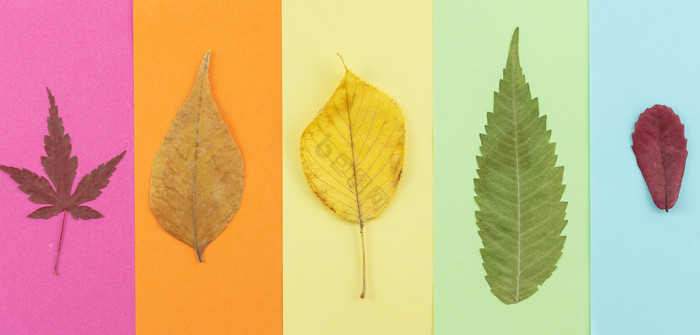 秋季立秋树叶摄影图图片