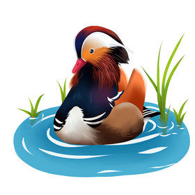 鸳鸯鸟水中游插画图片