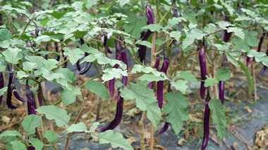 浙江山区高山蔬菜茄子种植基地