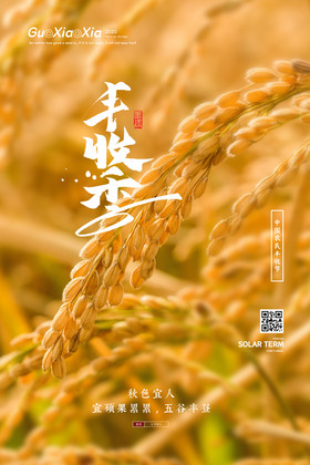 成熟的稻子中国农民丰收节