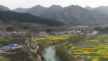 大气航拍汉中油菜花种植基地