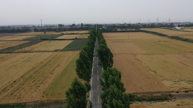 航拍麦田中的乡村道路