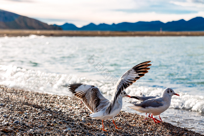 纳木措湖边的展翅海鸥图片