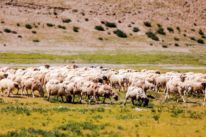 草原上吃草的羊群图片